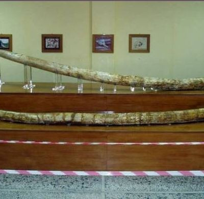 Αναλύσεις DNA κατεψυγμένων μαμούθ στα...Γρεβενά