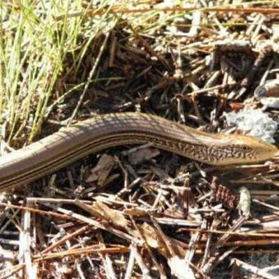 Οι γιατροί έπαθαν σοκ όταν βρήκαν μέσα στο πέος του...