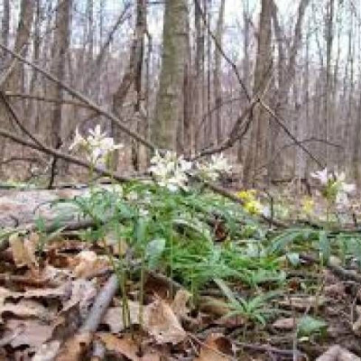 Όταν η φύση εκδικείται το ανθρώπινο χέρι! (βίντεο)