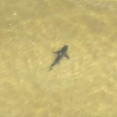 Έκλεισαν παραλίες από... καρχαρίες! (βίντεο)