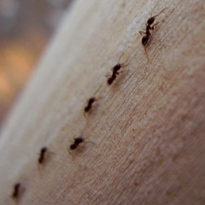 Καταπολέμησε τα μυρμήγκια στο σπίτι με 5 κινήσεις