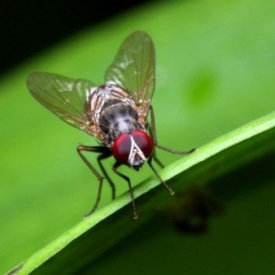 Διαβάστε τους 5 απλούς τρόπους για να απαλλαγείτε για πάντα από τις μύγες