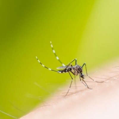 Κουνούπια τέλος: Τι να ΜΗΝ τρώτε για να μη σας τσιμπάνε