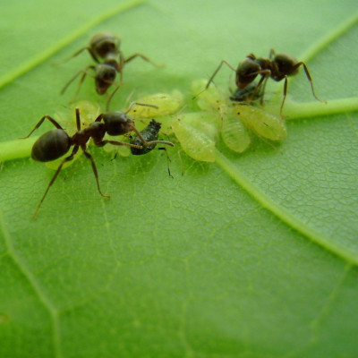 Φυσικοί τρόποι για να εξαφανίσετε τα μυρμήγκια από το χώρο σας