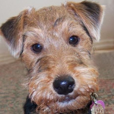 Δείτε την απίστευτη αντίδραση σκύλου που είδε μετά από 2 χρόνια το αφεντικό του