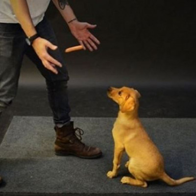 Πώς αντιδρούν οι σκύλοι όταν αιωρείται μπροστά τους ένα λουκάνικο; (βίντεο)