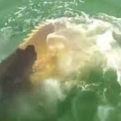 Χαμός στο YouTube: Θαλάσσιο... τέρας καταπίνει ολόκληρο καρχαρία