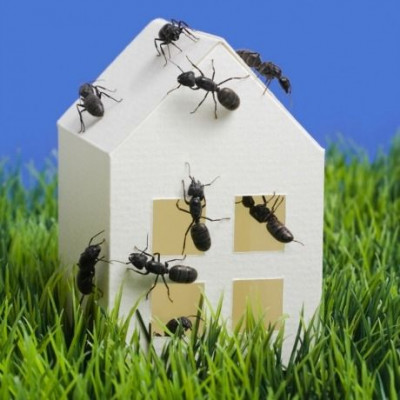 Δείτε τα φυτά που θα σας απαλλάξουν από τα μυρμήγκια μια και καλή!