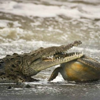 Κροκόδειλος καταβροχθίζει... (σκληρές εικόνες)