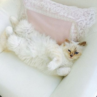 Ματαιοδοξία ή υπερβολική αγάπη;Η πλουσιοπάροχη ζωή αυτής της γάτας ξεπερνά κάθε φαντασία!