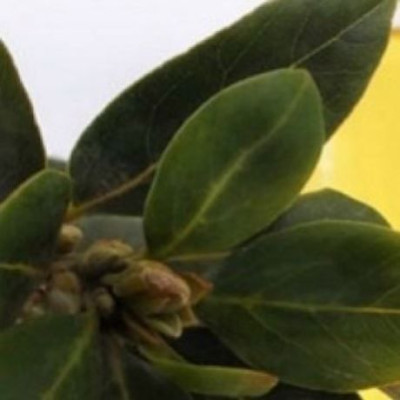 Δεν πάει ο νους σας με τι μπορείτε να αναζωογονήσετε τα ταλαιπωρημένα μαλλιά σας!