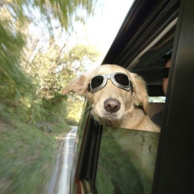 Ταξίδι με το μικρό σου φίλο; Tips για ξέγνοιαστες διακοπές!