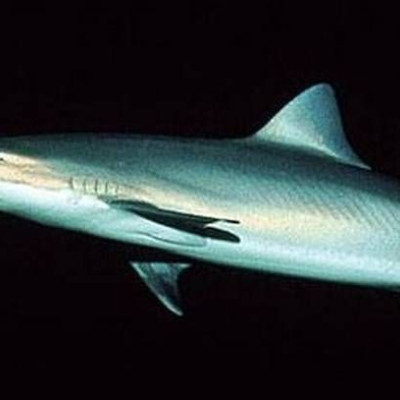 Γαλέος μήκους 3,2 μέτρων στον Πύργο (pic)