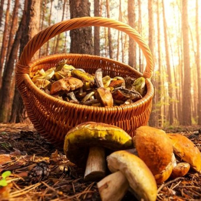 Εποχή για… μανιτάρι μαγικό!