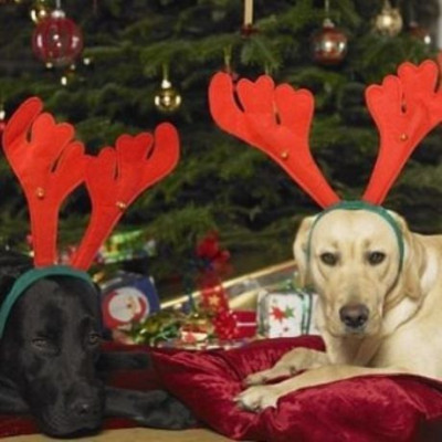 Δώρο από τον Άι Βασίλη σκυλάκι! Ναι ή όχι;