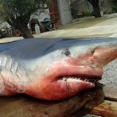 Μέγαρα: Λευκός καρχαρίας βγήκε στα ρηχά (photos)