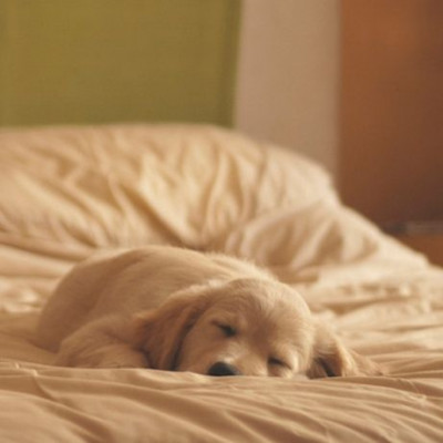 Ο σκύλος σας μαδάει; Ιδού πώς θα απαλλαγείτε από τις τρίχες του άμεσα!