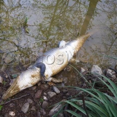 Κρήτη: Εντοπίστηκε νεκρός ο Σήφης ο κροκόδειλος (photos)