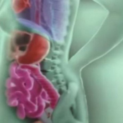 Δείτε πώς μετακινούνται τα εσωτερικά όργανα μιας γυναίκας κατά τη διάρκεια της εγκυμοσύνης