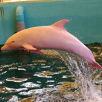 ΙΑΠΩΝΙΑ: Δελφίνι αλμπίνο γίνεται... ροζ όταν αλλάζει η διάθεσή του! (VIDEO)