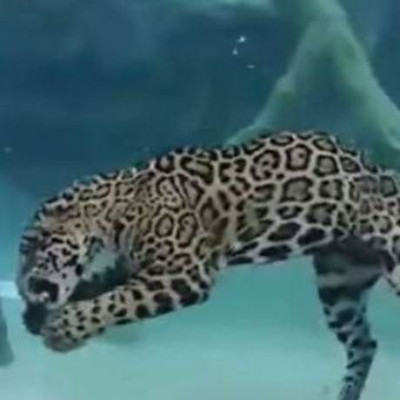 Ο απόλυτος τρόμος: Τζάγκουαρ κυνηγά στο βυθό! (video)
