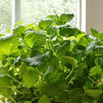 Αυτά είναι τα φυτά που διώχνουν τα κουνούπια