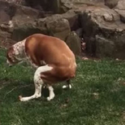 Αυτό το μωράκι πλησιάσε το σκύλο του και έκανε κάτι που κανείς δεν περίμενε! (βίντεο)