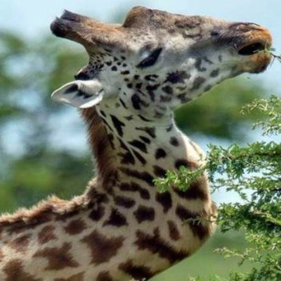 Καμηλοπάρδαλη ζούσε με σπασμένο… λαιμό για πέντε χρόνια! (video)