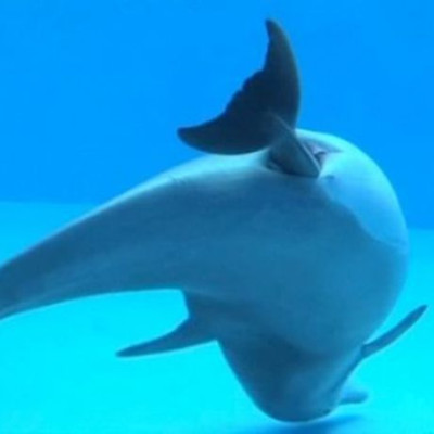 Μοναδικό! Δελφίνι γεννά μπροστά στην κάμερα (βίντεο)