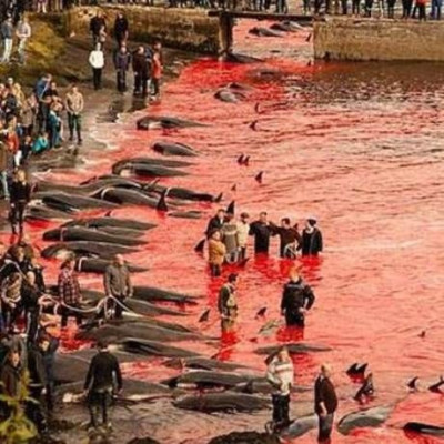 Βίντεο – σοκ: Δείτε πώς σκοτώνουν εκατοντάδες φάλαινες στα Νησιά Φερόες