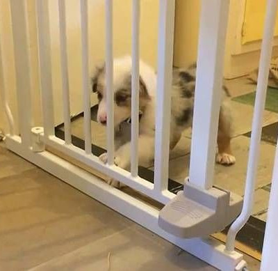 Κουτάβι – Χουντίνι: Δείτε τη θεαματική απόδραση (video)