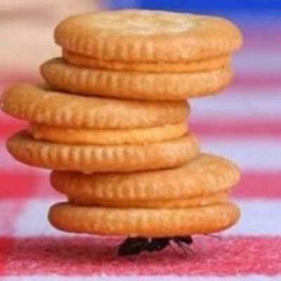 Μυρμήγκια στο σπίτι; Έτσι θα τα εξαφανίσετε!