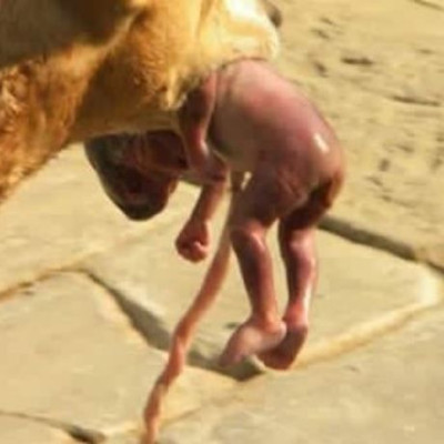 Σοκ! Πέταξε το παιδί της στα σκουπίδια και το έσωσε αδέσποτη σκυλίτσα (εικόνες)