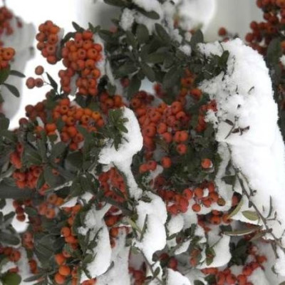 Χιονιάς: τρόποι προστασίας φυτών και κήπων