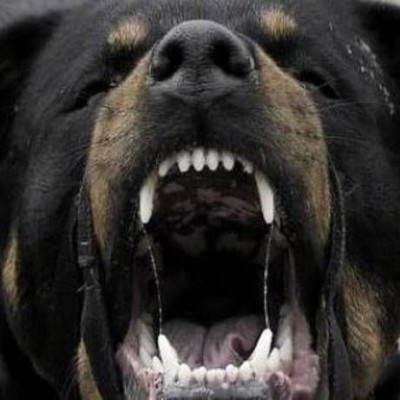 Φρίκη προκαλούν οι μαρτυρίες της επίθεσης ροντβάιλερ σε 5χρονο:«Το πετούσαν στον αέρα»