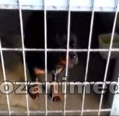 Πόρισμα - σοκ για τα ροτβάιλερ που κατασπάραξαν τον 5χρονο στην Κοζάνη - Τι αναφέρει