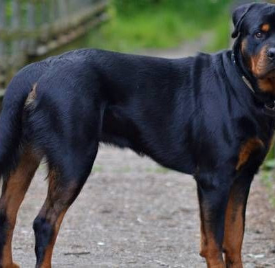 Κοζάνη: Τι κατέθεσε η τραγική μάνα του 5χρονου που κατασπάραξαν τα ροτβάιλερ