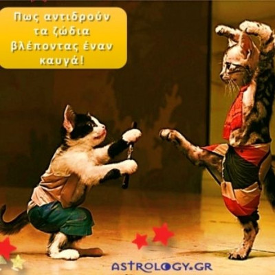 Τι κάνουν τα 12 ζώδια, όταν ξεσπάει ένας καυγάς!!!
