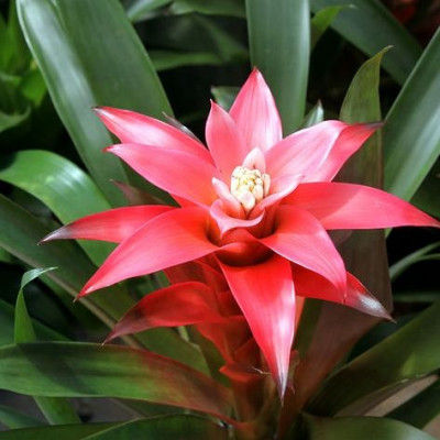 Τα 5 φυτά που φιλτράρουν τον αέρα στους εσωτερικούς χώρους