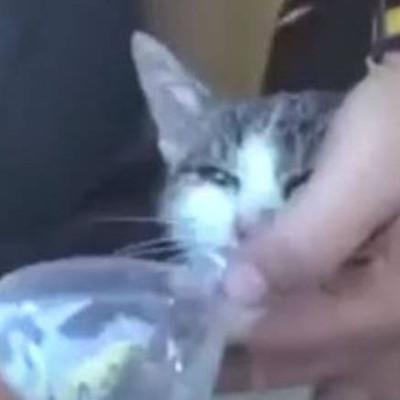 Γάτα ανασύρθηκε ζωντανή από τα συντρίμμια έξι μέρες μετά τον σεισμό στην Ιταλία (vid)