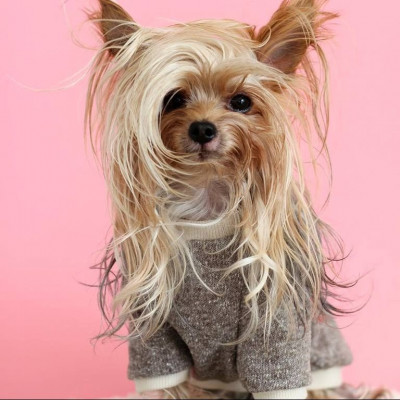 Αυτό το Yorkie έχει τα ωραιότερα μαλλιά που είδαμε αυτή την εβδομάδα στο Instagram!
