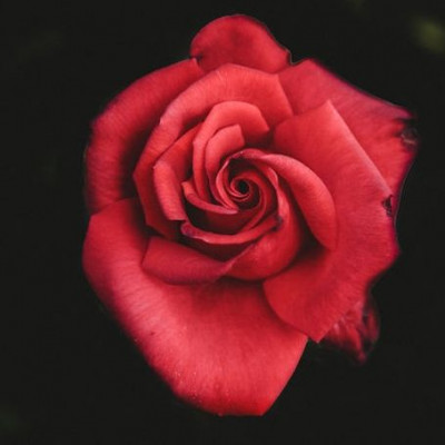 Ερωτική εβδομάδα για όλα τα ζώδια