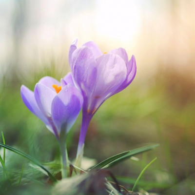 Ημερήσιες Προβλέψεις για όλα τα ζώδια, 31/3