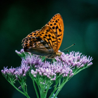 Ημερήσιες προβλέψεις για όλα τα ζώδια, 2/4