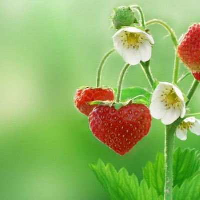 Ερωτικές Προβλέψεις για όλα τα Ζώδια, 5/4