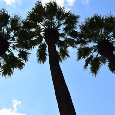 Αυτό το Σάββατο έχεις κάθε λόγο να πας στον Εθνικό Κήπο