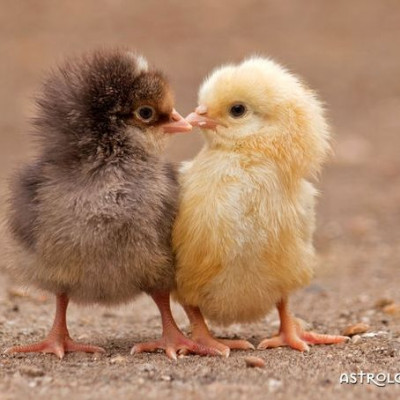 Ερωτικές Προβλέψεις για όλα τα Ζώδια, 14/4