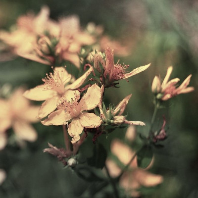 Tο περίφημο Ίαμα των αρχαίων Σπαρτιατών αναβιώθηκε και κάνει Θαύματα στο Δέρμα!