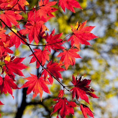 Ζώδια Σήμερα 06/11: Η εβδομάδα ξεκινά με καλή ψυχολογία με τον Ερμή στον Τοξότη