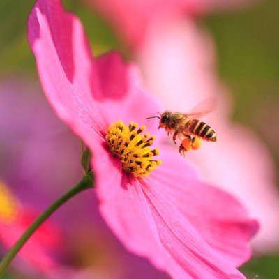 Ημερήσιες Προβλέψεις για όλα τα Ζώδια 15/05